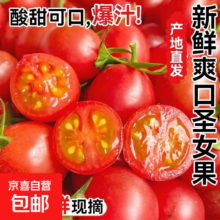 现摘圣女果小番茄 5斤 泡沫箱包装 新鲜水果蔬菜 酸甜可口