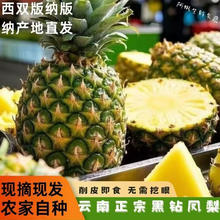 庾丰 黑钻凤梨 5斤装 约2-3粒 净重4.5斤