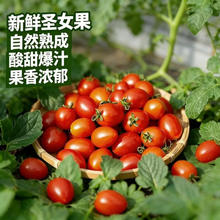 广西露天圣女果樱桃小番茄即食水果西红柿 新鲜蔬菜 应季 整箱批发 带箱1斤