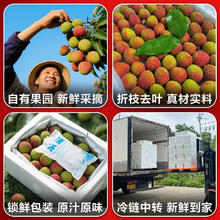 京鲜生 4月1日起发货！空运海南桂花香荔枝 净重2斤礼盒装