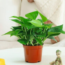 绿萝盆栽 绿植花卉 1盆 含盆高20-25cm