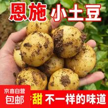 京喜自营-专用品牌 恩施 富硒小土豆 2斤 鸡蛋大小