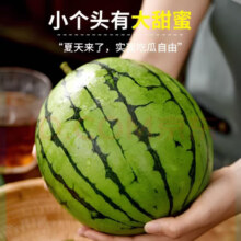 山东正宗头茬手剥皮小西瓜 薄皮超甜冰激凌小糖丸 手撕小吊瓜 净重1.5-2斤
