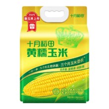 十月稻田 甜糯玉米 黄糯玉米 1.76kg*1袋 新玉米