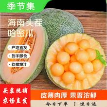 海南哈密瓜西州蜜 5斤装 净重4.5-5斤 源头直发包邮