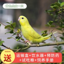 朗缤 虎皮鹦鹉 幼鸟 黄色 手养会说话 宠物活体鸟