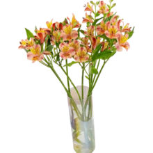 云南鲜花 随机色多头水仙百合 10枝鲜花速递全国