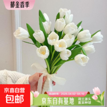 再降价：郁金香鲜花 随机色 云南源头直发 珍珠白 10枝