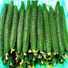 再降价：现摘新鲜密刺黄瓜 带刺生吃蔬菜 5斤带箱