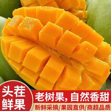 集南鲜 海南金煌芒 青皮大芒果 5斤整箱 单果250g起 净重4.5斤
