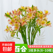 云南鲜花 随机色多头水仙百合 10枝鲜花速递全国