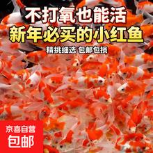 红白草金鱼 观赏鱼 淡水鱼 4-6cm 买20送20