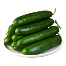 东东买菜 寿光小黄瓜 荷兰黄瓜 新鲜蔬菜 4斤