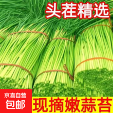 京喜自营 农家自种蒜苔 生鲜蔬菜 1斤 同款即食 超市批发