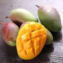 正宗海南贵妃芒 新鲜当季水果 彩虹贵妃芒果 带箱5斤 净重4.5斤
