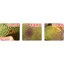 海南三亚 黄肉菠萝蜜 新鲜水果 手撕整果 净重17-21斤 中果