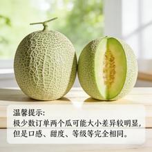 京鲜生 陕西蜜瓜 净重4.5斤起 2枚 新鲜水果 源头直发