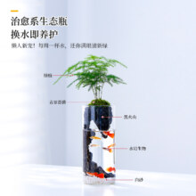 文竹苔藓微景观造景植物小鱼缸