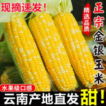 粤迎 云南水果玉米 金银玉米棒 5斤精选果 净4.5斤 老农手挑