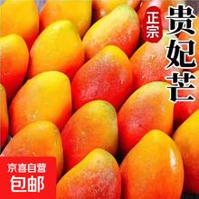 海南贵妃芒果 红金龙芒果 新鲜现摘 整箱5斤净重4.5斤 单果60-100g