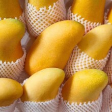 庾丰 金煌芒果 当季现摘 5斤装 净重4.5斤 单果300g-400g+