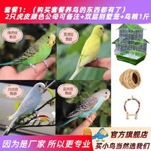 万宠汇 虎皮鹦鹉笼养活鸟 2只颜色备注 双层笼 粮1斤