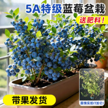 临雅 蓝莓树果苗盆栽 F6 1加仑 高≥50cm 冠幅≥45cm 带果