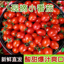 静羽 小番茄4.5斤