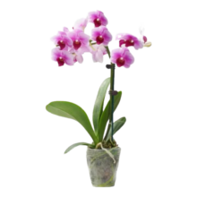 年宵花春节蝴蝶兰盆栽花苗桌面装饰花卉植物四季好养绿植过年货 粉色系蝴蝶兰-裸苗 带花苞 半开放