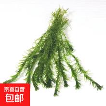 蜈蚣草水草植物懒人鱼缸真水草造景水培阴性净化水质生态 蜈蚣草6颗