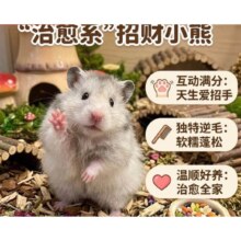 包活长毛金丝熊短毛米熊虎纹纯银家养学生宠物小仓鼠 紫仓妹妹 妹妹 
规格:  输出: 包活 长毛金丝熊 短毛米熊 虎纹纯银 家养宠物小仓鼠 紫仓妹妹