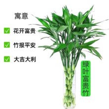 富贵竹 水培绿植 客厅办公室瓶插 10支 65cm