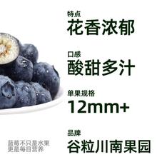 四川大凉山新鲜蓝莓 花香脆甜 新鲜水果 15mm+ 100g*4盒