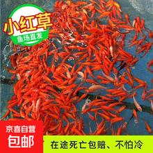 再降价：纯种锦鲤活鱼 红白三色冷水淡水观赏鱼 草金 4-6cm 1条