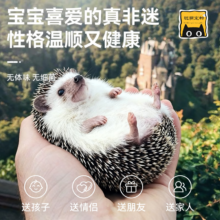 SMVP 非洲迷你刺猬幼崽 原色母 40天左右 活体带笼子 纯种无虫已疫苗